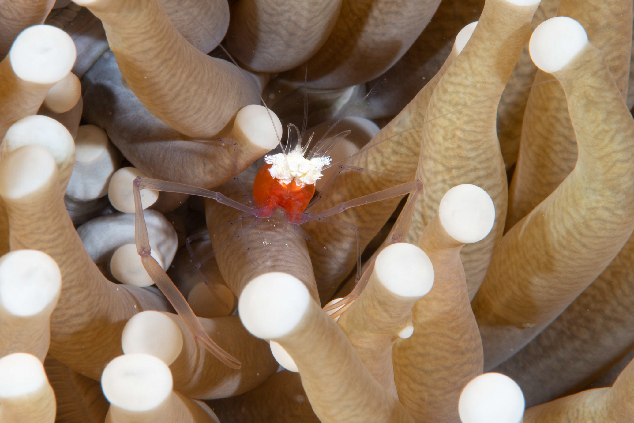 anemone shrimp FPB 4428 