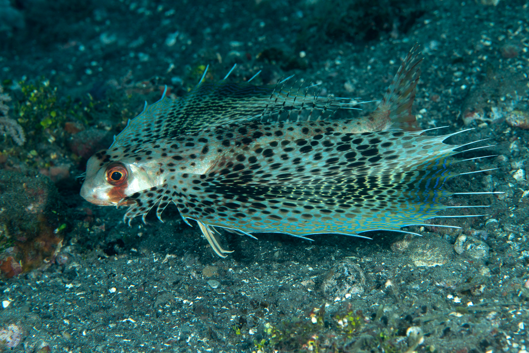flying gurnard FPB 4481