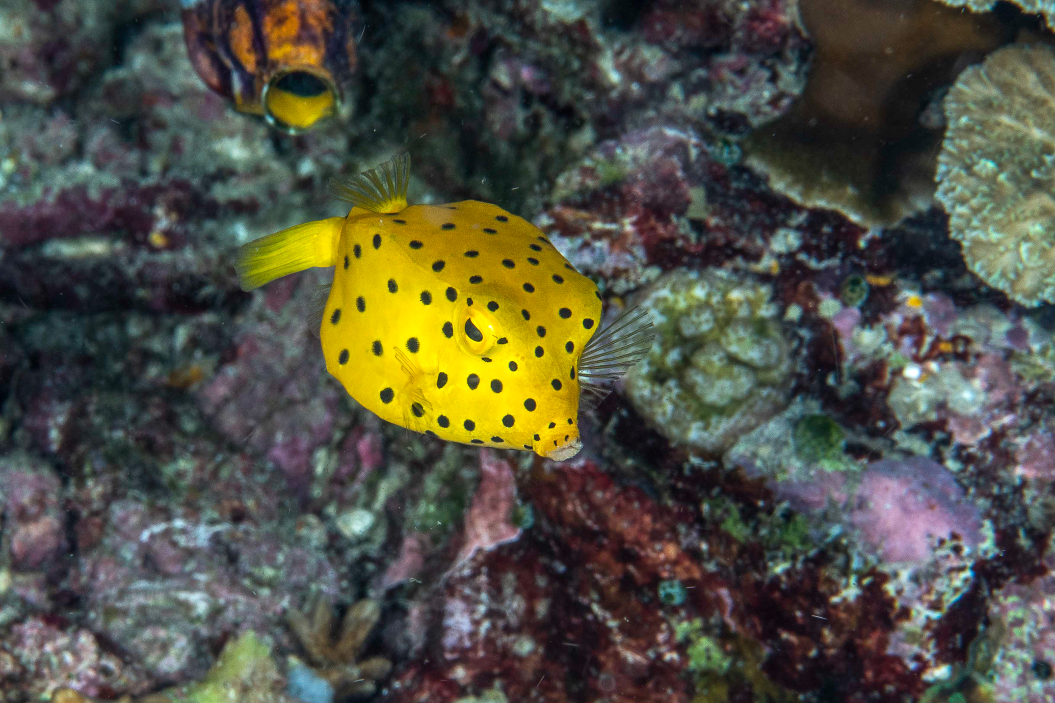 juvenile trunkfish FBP 4376