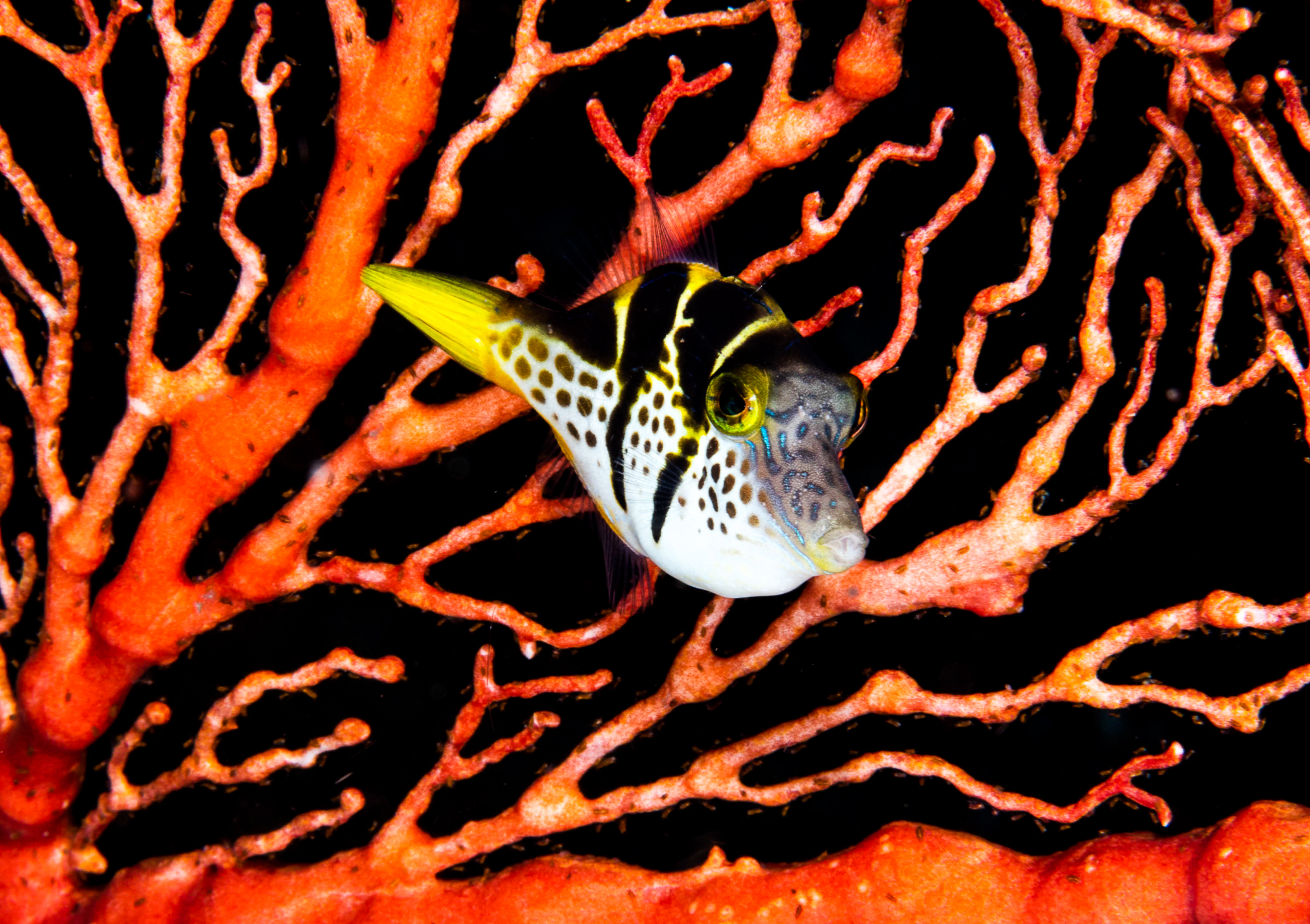 puffer ABN 3587